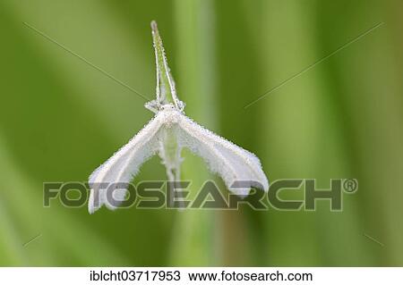 Stock Image - "White Plume Moth (Pterophorus pentadactyla), North Rhine-Westphalia, Germany, Europe". Fotosearch