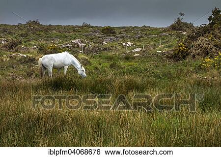 "White pony grazing in Irish landscape, Connemara, County Galway, Republic of Ireland" View Large Photo Image Stock Photograph - "White pony grazing in Irish landscape, Connemara, County Galway, Republic of Ireland". Fotosearch