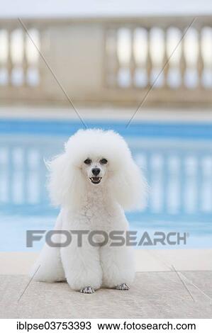 White poodle at a swimming pool View Large Photo Image Stock Image - White poodle at a swimming pool. Fotosearch