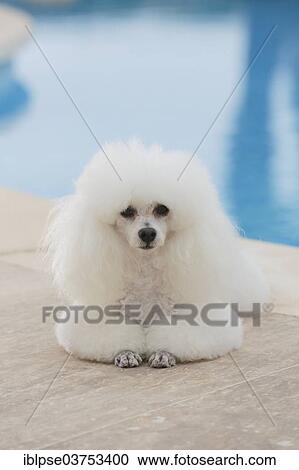 White poodle at a swimming pool View Large Photo Image Stock Image - White poodle at a swimming pool. Fotosearch