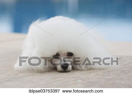 White poodle at a swimming pool View Large Photo Image Stock Photo - White poodle at a swimming pool. Fotosearch