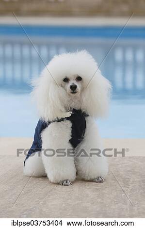 White poodle with blue coat at a swimming pool View Large Photo Image Picture - White poodle with blue coat at a swimming pool. Fotosearch