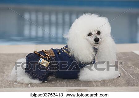 Stock Image - White poodle with denim suit and Visa credit card at a swimming pool. Fotosearch