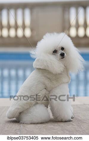 Stock Photography - White poodle with fur coat at a swimming pool. Fotosearch