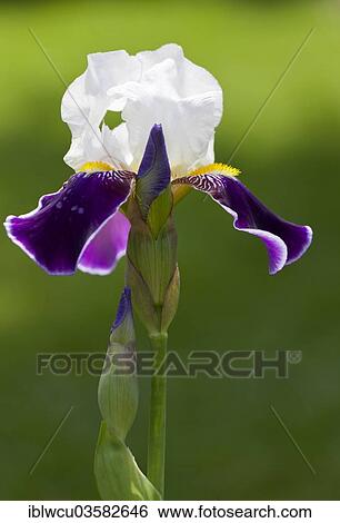 "White-purple Iris (Iris sp. ), Southern Germany, Germany, Europe" View Large Photo Image Stock Photograph - "White-purple Iris (Iris sp. ), Southern Germany, Germany, Europe". Fotosearch