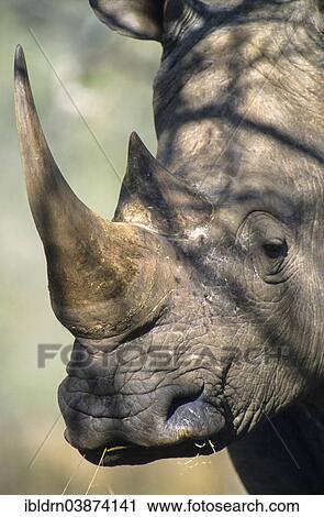 "White Rhino (Ceratotherium simum), Mkuze Game Reserve, KwaZulu-Natal, South Africa, Africa" View Large Photo Image Stock Image - "White Rhino (Ceratotherium simum), Mkuze Game Reserve, KwaZulu-Natal, South Africa, Africa". Fotosearch