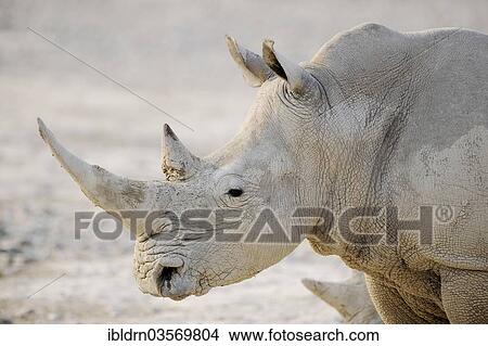 "White Rhinoceros (Ceratotherium simum), Edo's Camp, Botswana, Africa" View Large Photo Image Picture - "White Rhinoceros (Ceratotherium simum), Edo's Camp, Botswana, Africa". Fotosearch