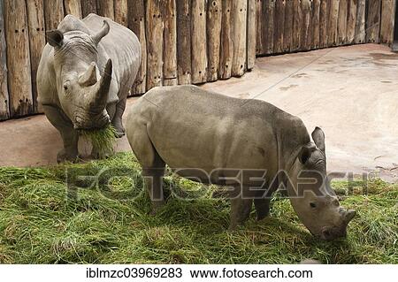 "White Rhinoceros (Ceratotherium simum) with young, captive, Allwetterzoo, Munster, Munsterland, North Rhine-Westphalia Germany" View Large Photo Image Stock Image - "White Rhinoceros (Ceratotherium simum) with young, captive, Allwetterzoo, Munster, Munsterland, North Rhine-Westphalia Germany". Fotosearch