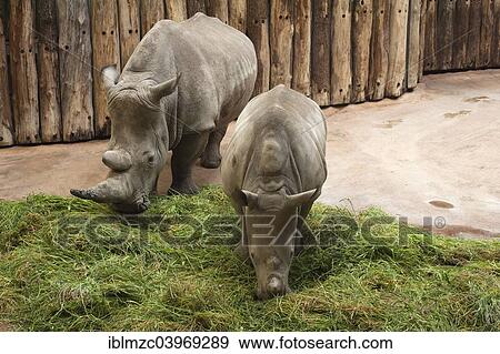 Stock Photo - "White Rhinoceros (Ceratotherium simum) with young, captive, Allwetterzoo Munster zoo, Munster, Munsterland, North Rhine-Westphalia Germany". Fotosearch
