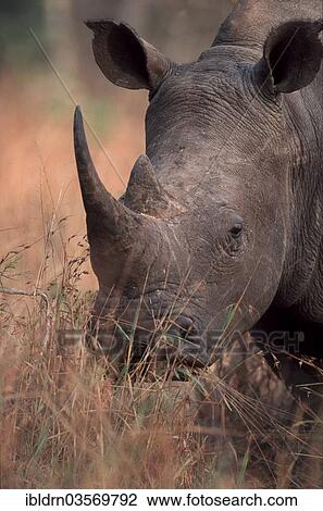 "White Rhinoceros (Ceratotherium simum), Kruger National Park, South Africa, Africa" View Large Photo Image Stock Image - "White Rhinoceros (Ceratotherium simum), Kruger National Park, South Africa, Africa". Fotosearch