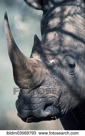 "White Rhinoceros (Ceratotherium simum), Kruger National Park, South Africa, Africa" View Large Photo Image Stock Image - "White Rhinoceros (Ceratotherium simum), Kruger National Park, South Africa, Africa". Fotosearch