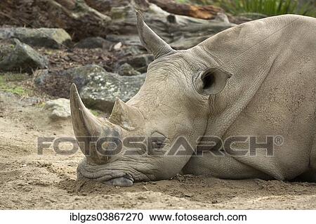 "White Rhinoceros (Ceratotherium simum), asleep, Auckland Zoo, Auckland, North Island, New Zealand, Oceania" View Large Photo Image Stock Image - "White Rhinoceros (Ceratotherium simum), asleep, Auckland Zoo, Auckland, North Island, New Zealand, Oceania". Fotosearch