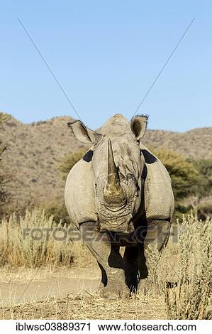 Stock Image - "White Rhinoceros (Ceratotherium simum), Okapuka Ranch, Namibia, Africa". Fotosearch