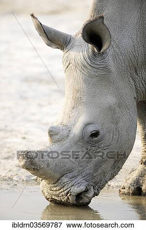 "White Rhinoceros (Ceratotherium simum), Edo's Camp, Botswana, Africa" View Large Photo Image Stock Photo - "White Rhinoceros (Ceratotherium simum), Edo's Camp, Botswana, Africa". Fotosearch