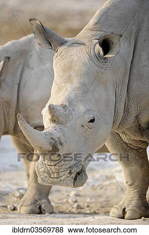 "White Rhinoceros (Ceratotherium simum), Edo's Camp, Botswana, Africa" View Large Photo Image Stock Photo - "White Rhinoceros (Ceratotherium simum), Edo's Camp, Botswana, Africa". Fotosearch