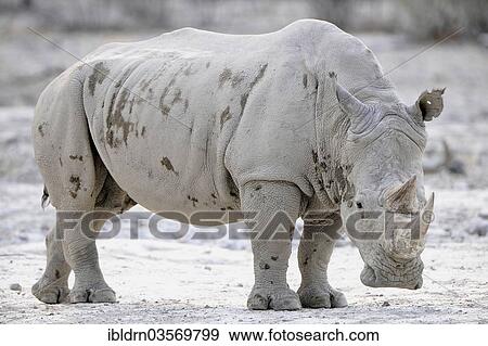 "White Rhinoceros (Ceratotherium simum), Edo's Camp, Botswana, Africa" View Large Photo Image Stock Photo - "White Rhinoceros (Ceratotherium simum), Edo's Camp, Botswana, Africa". Fotosearch