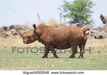 Stock Photo - "White Rhinoceros (Ceratotherium simum), Rhino and Lion Nature Reserve, Krugersdorp, Gauteng, South Africa, Africa". Fotosearch
