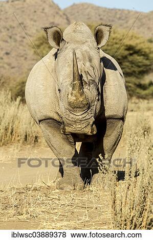 Stock Photo - "White Rhinoceros (Ceratotherium simum), Okapuka Ranch, Namibia, Africa". Fotosearch