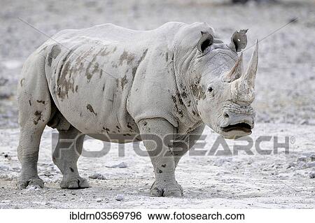 "White Rhinoceros (Ceratotherium simum), Edo's Camp, Botswana, Africa" View Large Photo Image Stock Photograph - "White Rhinoceros (Ceratotherium simum), Edo's Camp, Botswana, Africa". Fotosearch