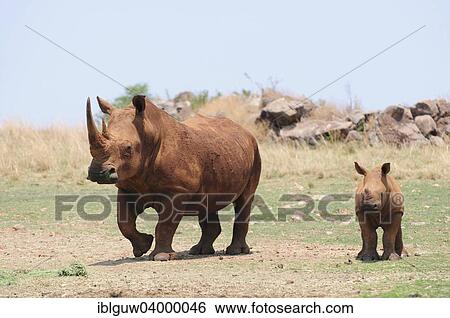 Stock Photograph - "White Rhinoceros (Ceratotherium simum), female with calf, Rhino and Lion Nature Reserve, Krugersdorp, Gauteng, South Africa, Africa". Fotosearch