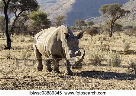 Stock Photography - "White Rhinoceros (Ceratotherium simum), Okapuka Ranch, Namibia, Africa". Fotosearch
