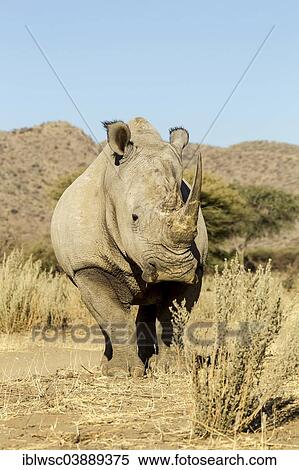 Stock Photography - "White Rhinoceros (Ceratotherium simum), Okapuka Ranch, Namibia, Africa". Fotosearch