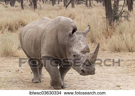 Picture - "White Rhinoceros or Square-lipped Rhinoceros (Ceratotherium simum), Okapuka Ranch, Namibia, Namibia, Africa". Fotosearch