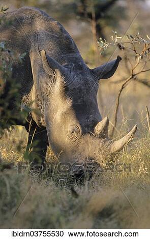 Stock Image - "White Rhinoceros or Square-lipped Rhinoceros (Ceratotherium simum), Mkuzi Game Reserve, South Africa, Africa". Fotosearch