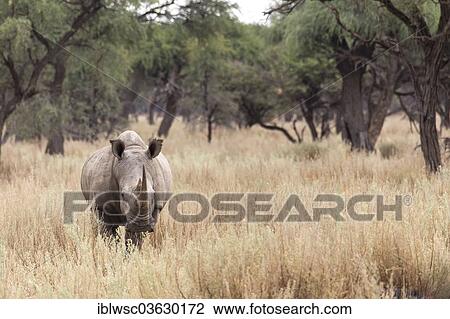 "White Rhinoceros or Square-lipped Rhinoceros (Ceratotherium simum), Okapuka Ranch, Namibia, Africa" View Large Photo Image Stock Image - "White Rhinoceros or Square-lipped Rhinoceros (Ceratotherium simum), Okapuka Ranch, Namibia, Africa". Fotosearch