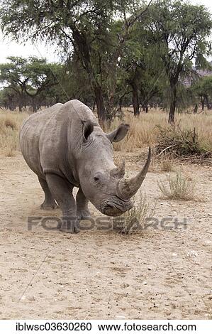 "White Rhinoceros or Square-lipped Rhinoceros (Ceratotherium simum), Okapuka Ranch, Namibia, Africa" View Large Photo Image Stock Image - "White Rhinoceros or Square-lipped Rhinoceros (Ceratotherium simum), Okapuka Ranch, Namibia, Africa". Fotosearch