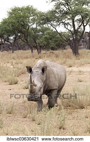 Stock Image - "White Rhinoceros or Square-lipped Rhinoceros (Ceratotherium simum), Okapuka Ranch, Namibia, Africa". Fotosearch