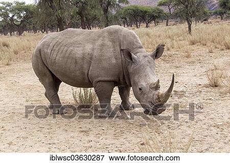 "White Rhinoceros or Square-lipped Rhinoceros (Ceratotherium simum), Okapuka Ranch, Namibia, Africa" View Large Photo Image Stock Photo - "White Rhinoceros or Square-lipped Rhinoceros (Ceratotherium simum), Okapuka Ranch, Namibia, Africa". Fotosearch