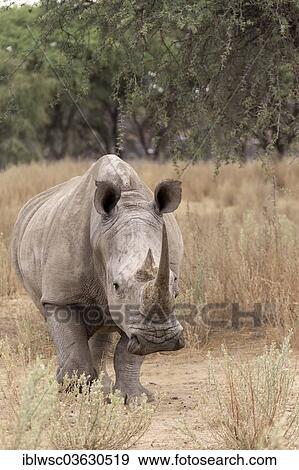 Stock Photo - "White Rhinoceros or Square-lipped Rhinoceros (Ceratotherium simum), Okapuka Ranch, Namibia, Africa". Fotosearch