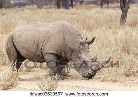 Stock Photo - "White Rhinoceros or Square-lipped Rhinoceros (Ceratotherium simum), Okapuka Ranch, Namibia, Africa". Fotosearch