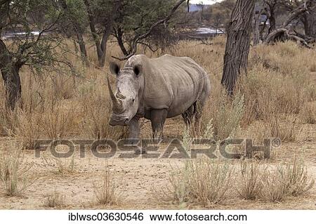 Stock Photograph - "White Rhinoceros or Square-lipped Rhinoceros (Ceratotherium simum), Okapuka Ranch, Namibia, Africa". Fotosearch