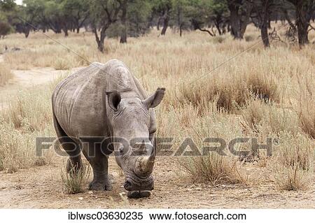 Stock Photography - "White Rhinoceros or Square-lipped Rhinoceros (Ceratotherium simum), Okapuka Ranch, Namibia, Namibia, Africa". Fotosearch