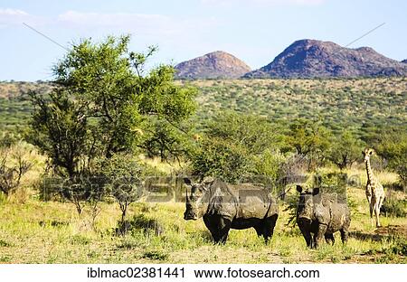 Stock Image - "White Rhinoceroses, Square-lipped Rhinoceroses (Ceratotherium simum) and a Giraffe (Giraffa camelopardalis), Namibia, Africa". Fotosearch