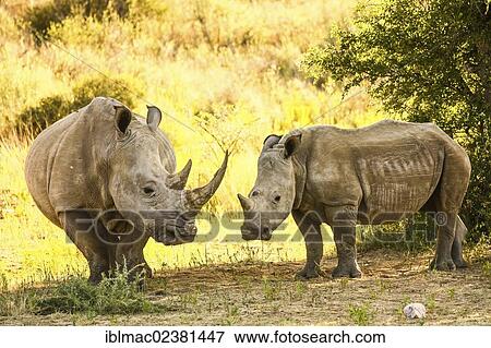 Stock Photo - "White Rhinoceroses, Square-lipped Rhinoceroses, a cow and a calf (Ceratotherium simum), Namibia, Africa". Fotosearch