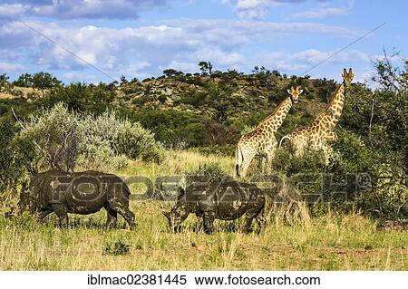 Stock Photography - "White Rhinoceroses, Square-lipped Rhinoceroses (Ceratotherium simum) and a Giraffe (Giraffa camelopardalis), Namibia, Africa". Fotosearch