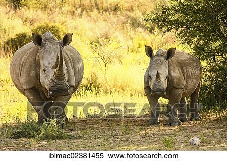 Stock Photography - "White Rhinoceroses, Square-lipped Rhinoceroses, a cow and a calf (Ceratotherium simum), Namibia, Africa". Fotosearch