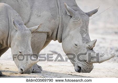 "White Rhinos (Ceratotherium simum), Edo's Camp, Botswana, Africa" View Large Photo Image Stock Image - "White Rhinos (Ceratotherium simum), Edo's Camp, Botswana, Africa". Fotosearch