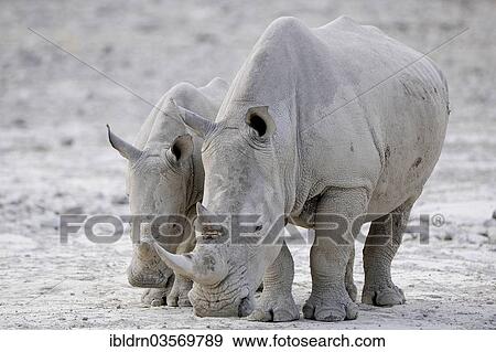 "White Rhinos (Ceratotherium simum), Edo's Camp, Botswana, Africa" View Large Photo Image Stock Photo - "White Rhinos (Ceratotherium simum), Edo's Camp, Botswana, Africa". Fotosearch