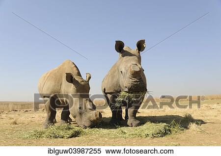 "White Rhinos (Ceratotherium simum) with sawed-off horns being fed during the dry season, Rietvlei Nature Reserve, near Pretoria, Gauteng, South Africa, Africa" View Large Photo Image Stock Photography - "White Rhinos (Ceratotherium simum) with sawed-off horns being fed during the dry season, Rietvlei Nature Reserve, near Pretoria, Gauteng, South Africa, Africa". Fotosearch