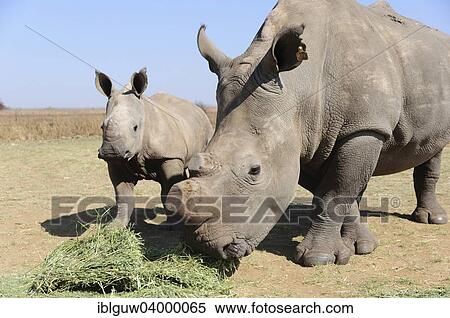 "White Rhinos (Ceratotherium simum) being fed during the dry season, cow and calf with sawed-off horns, Rietvlei Nature Reserve, near Pretoria, Gauteng, South Africa, Africa" View Large Photo Image Stock Photography - "White Rhinos (Ceratotherium simum) being fed during the dry season, cow and calf with sawed-off horns, Rietvlei Nature Reserve, near Pretoria, Gauteng, South Africa, Africa". Fotosearch