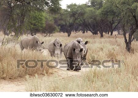 Stock Image - "White Rhinos or Square-lipped Rhinos (Ceratotherium simum), Okapuka Ranch, Namibia, Africa". Fotosearch