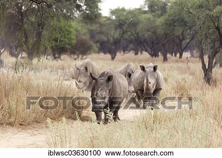Stock Image - "White Rhinos or Square-lipped Rhinos (Ceratotherium simum), Okapuka Ranch, Namibia, Africa". Fotosearch