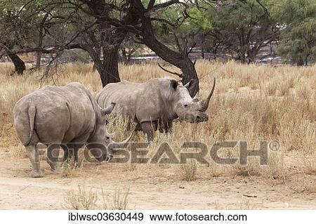 Stock Photo - "White Rhinos or Square-lipped Rhinos (Ceratotherium simum), Okapuka Ranch, Namibia, Africa". Fotosearch