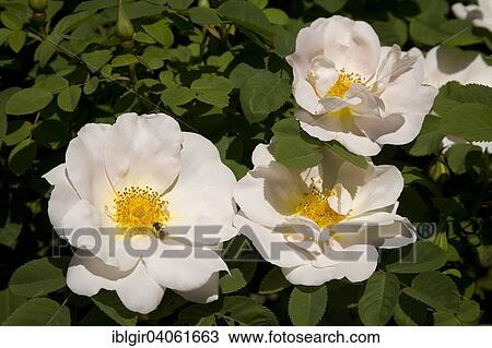"White Rose flowers, """"Nevada"""" cultivar, shrub rose (Rosa 'Nevada')" View Large Photo Image Stock Image - "White Rose flowers, """"Nevada"""" cultivar, shrub rose (Rosa 'Nevada')". Fotosearch