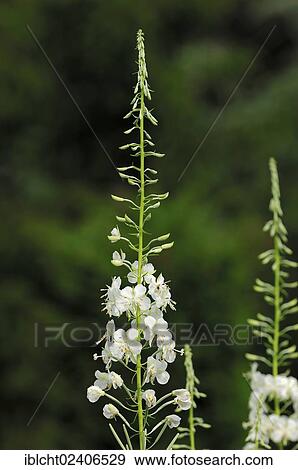 "White Rosebay Willowherb (Epilobium angustifolium var album), North Rhine-Westphalia, Germany, Europe" View Large Photo Image Stock Photo - "White Rosebay Willowherb (Epilobium angustifolium var album), North Rhine-Westphalia, Germany, Europe". Fotosearch