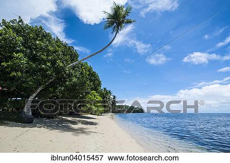 "White sand beach and palm trees, Yap Island, Caroline Islands, Micronesia, Oceania" View Large Photo Image Stock Photo - "White sand beach and palm trees, Yap Island, Caroline Islands, Micronesia, Oceania". Fotosearch